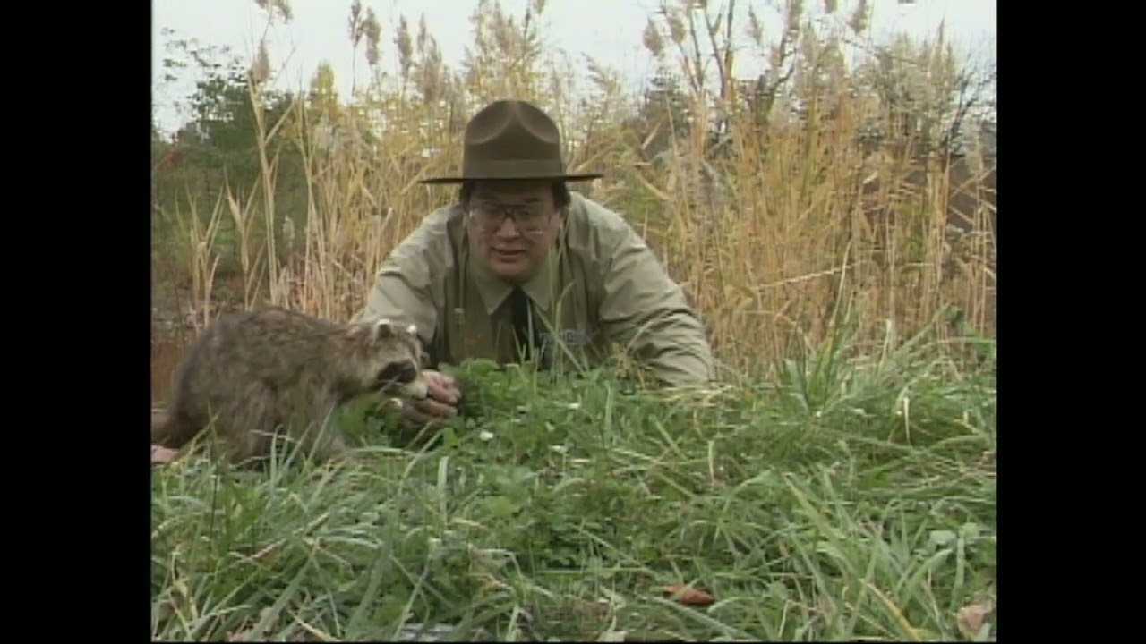 The Raccoon - Ranger Danger Remastered 2022