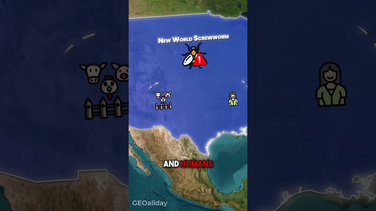 🇺🇸 Why USA Drops Screwworms On Panama 🤯