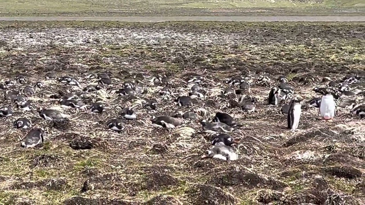 Saunders Island - Falkland Islands