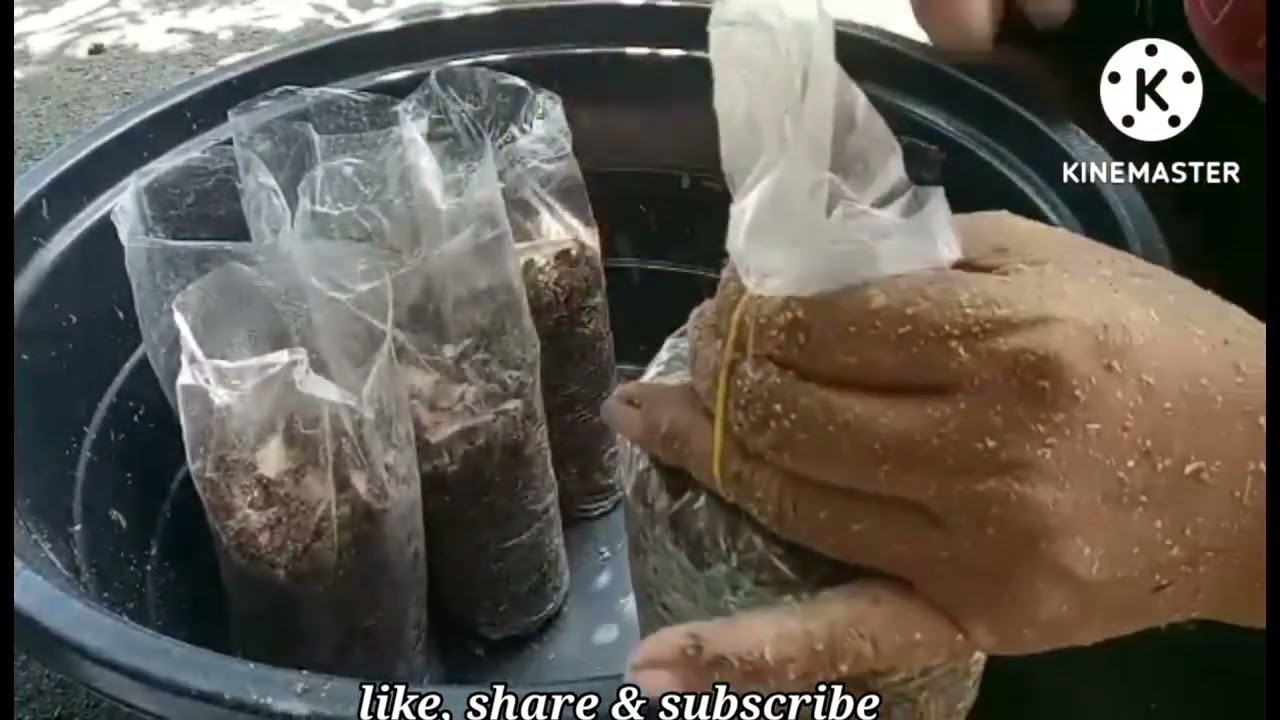 How to Make Volva Mushroom Spawn #mushroom #volva #spawn