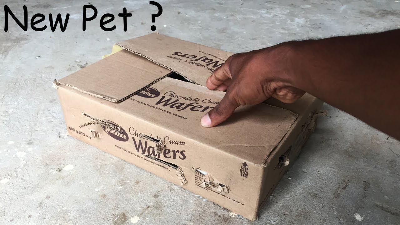 New Pet for Unboxing Live Animal  About Shipping New Pets #Newpet