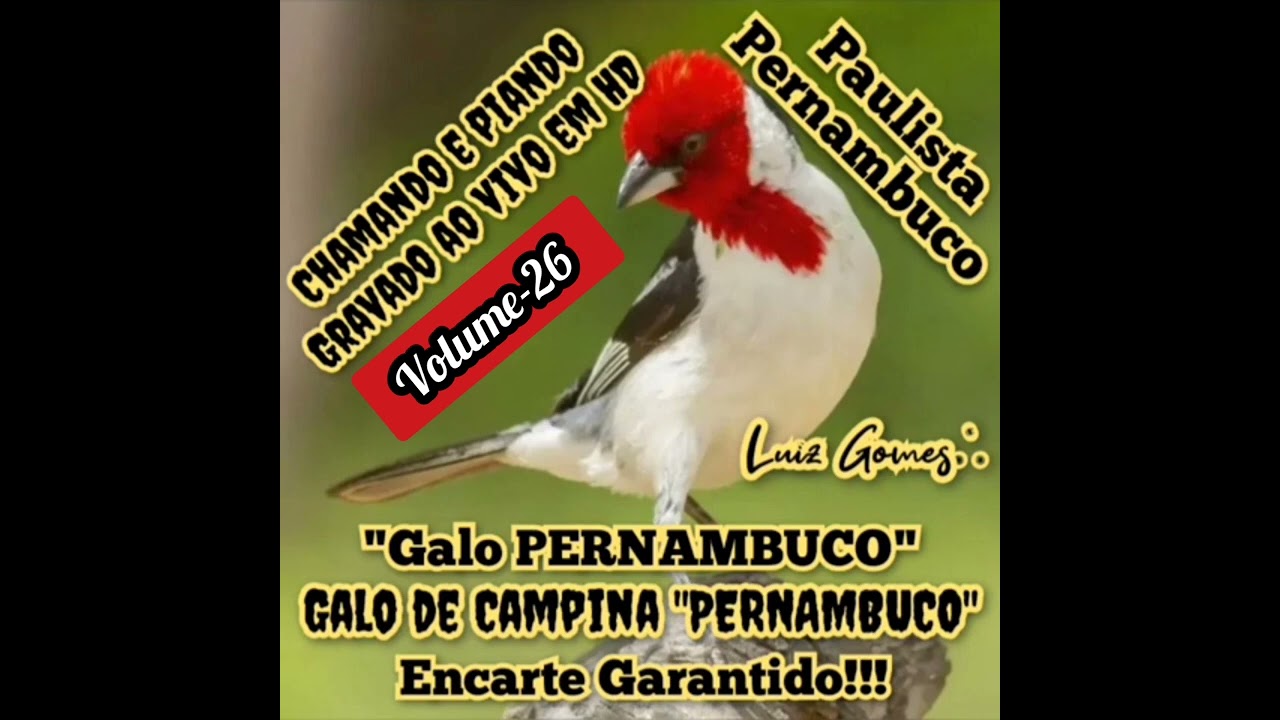 Galo 