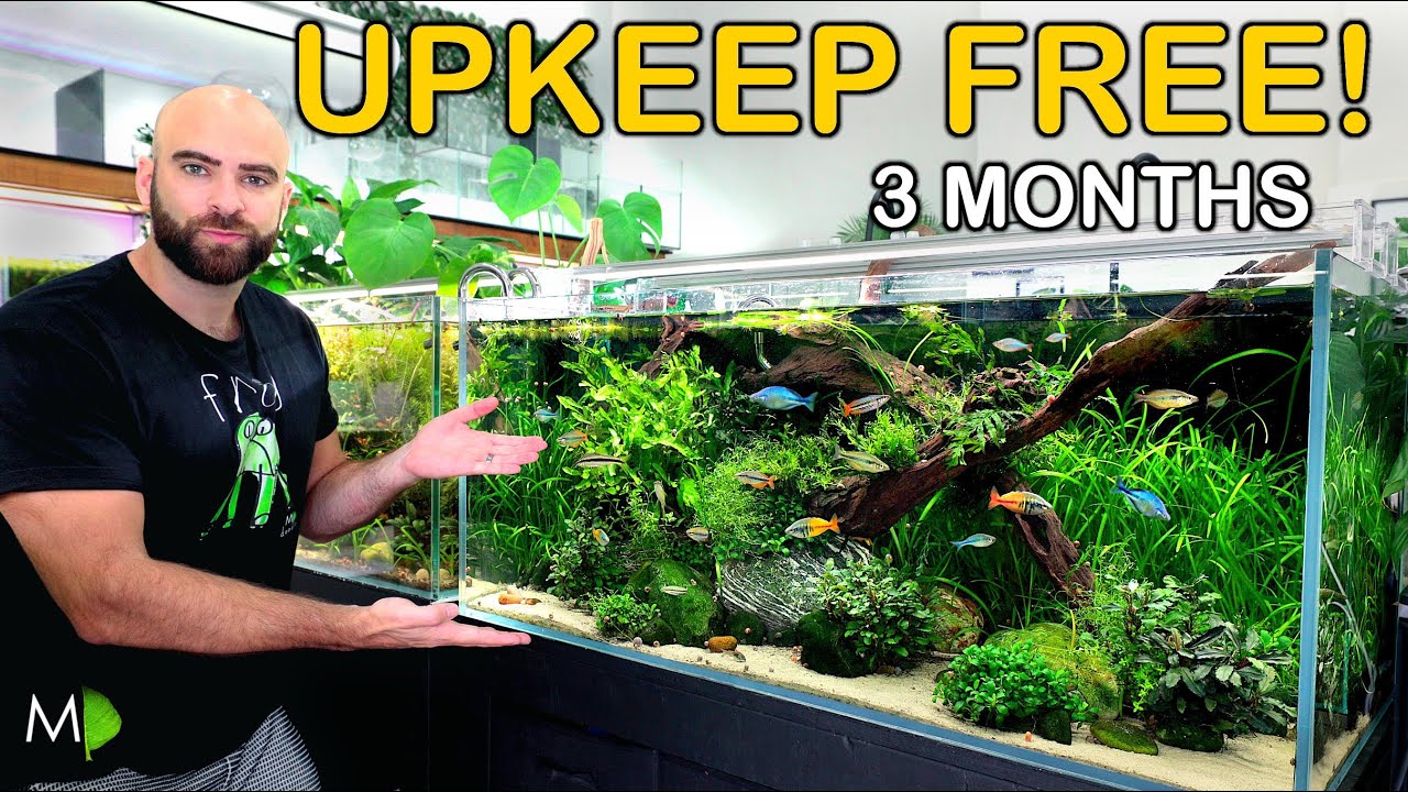 as LITTLE MAINTENANCE as POSSSIBLE! - (3 months no water change, no trimming, no cleaning)
