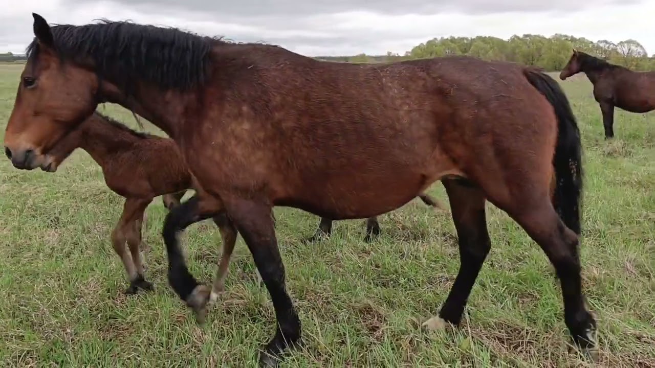 Лошади на выпасе . выжеребка продолжается . пересчет жеребых кобыл