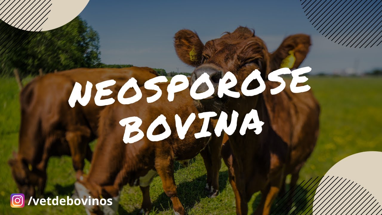 Neosporose Bovina 