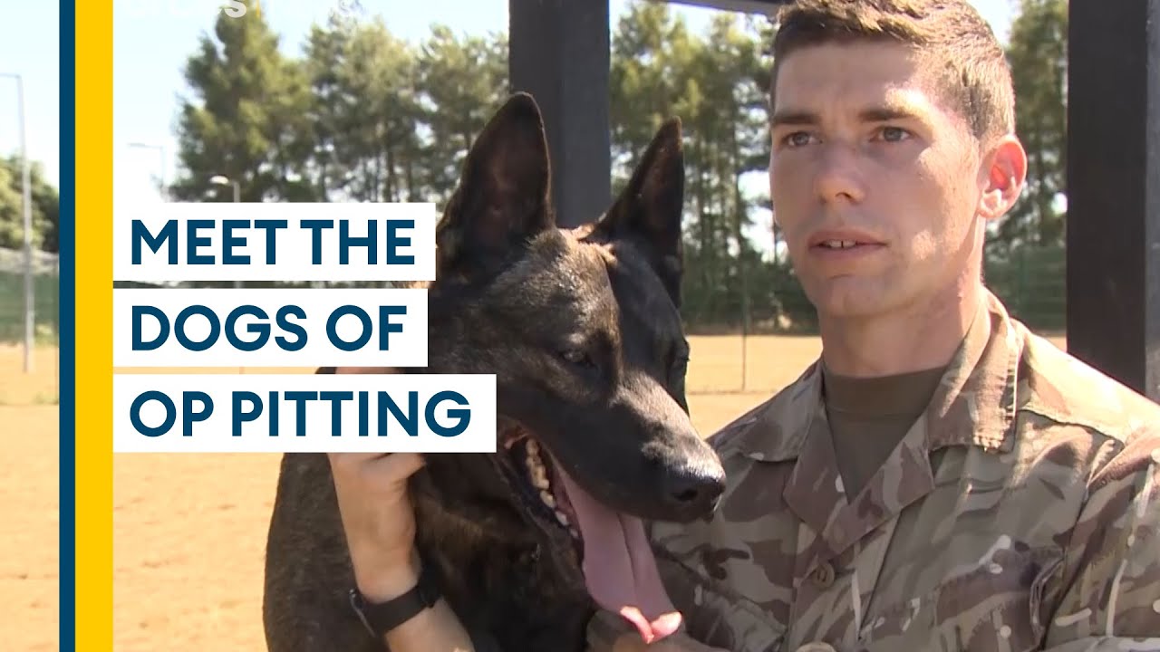 Military dogs of Op Pitting reunited one year after evacuation mission