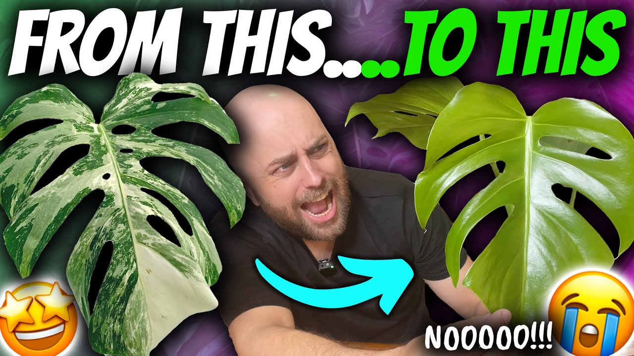 Как вернуть пестролистность вашей монстере деликатесной 'Albo' Borsigiana', если она снова стала ...