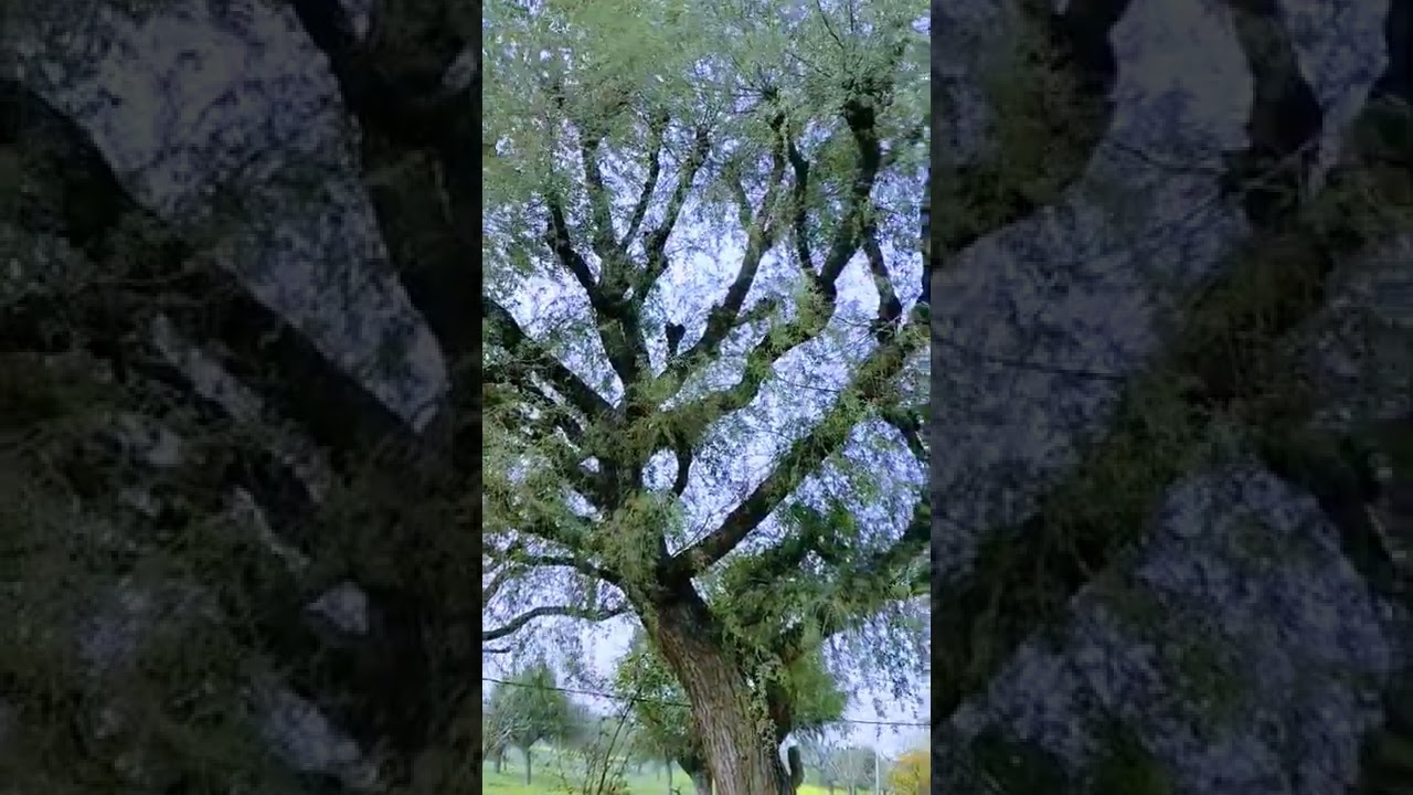 khejri (Prosopis cineraria) jati #shorts #khejri #jand #dhakasurya