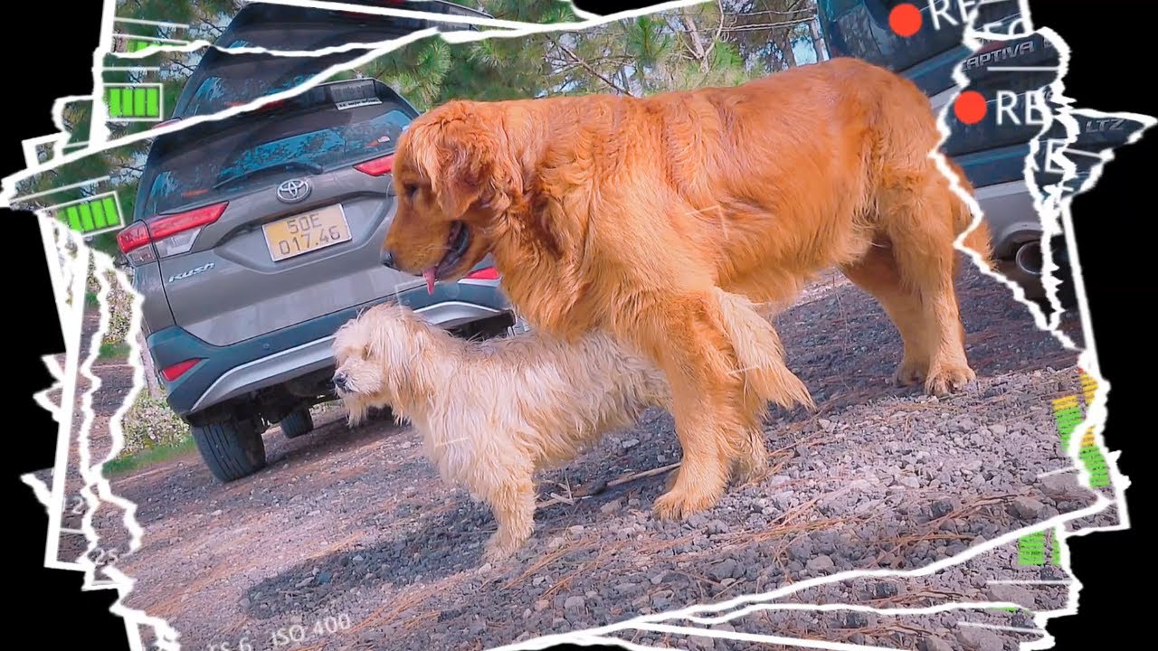 Gentle Golden Retriever and Poodle Dogs in Dalat Dog Farm | Viral Dog Puppy