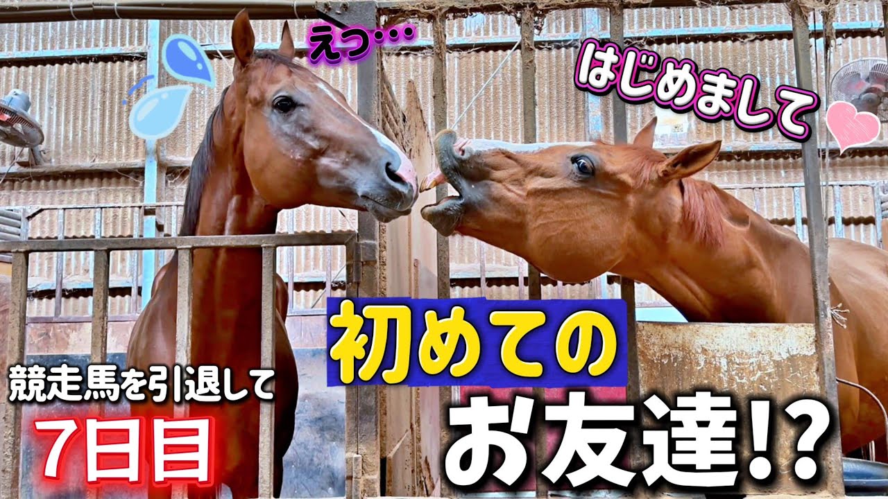 ｟競走馬を引退して1週間｠新米の引退競走馬アズ君にクラブに来てはじめて馬のお友達ができました（？）【ツルマルボーイ様のシモベ】