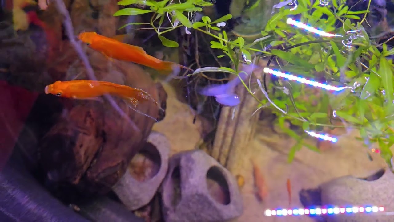 150 gallon aquarium update after winter storm rolling over some ideas #aquarium #ponds 