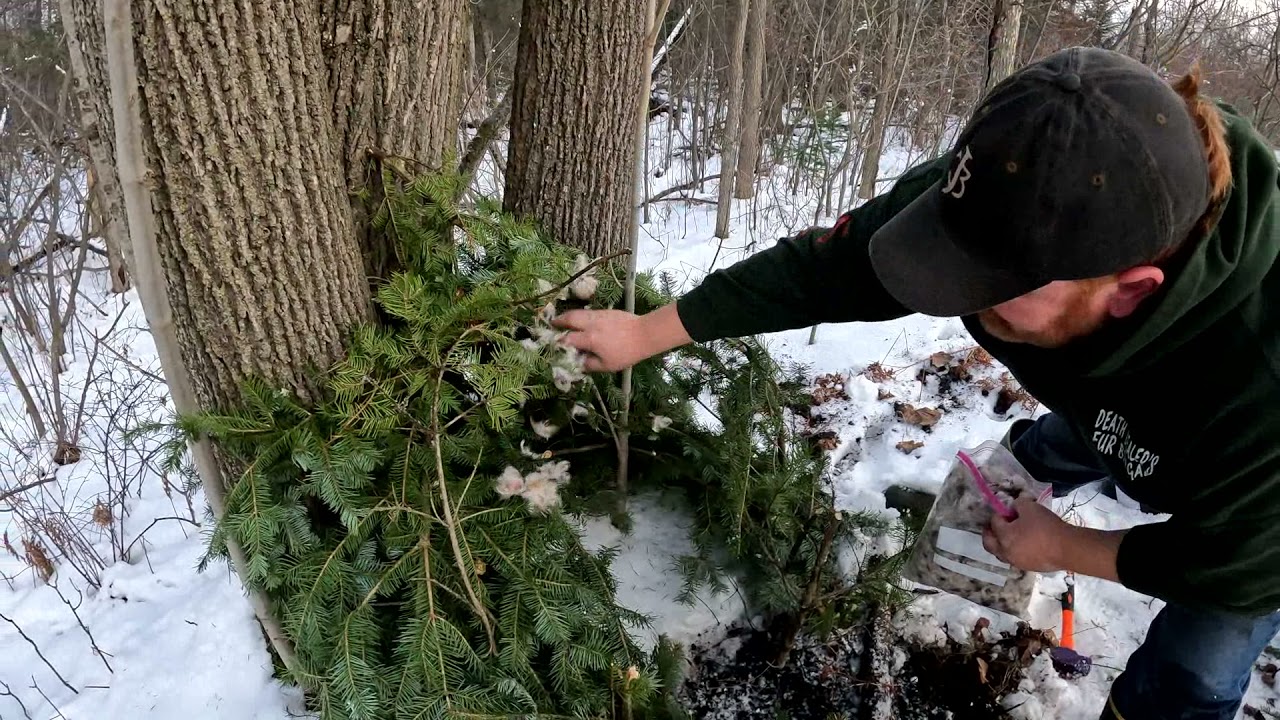 Opening day of Michigan bobcat set-pulling out all the stops