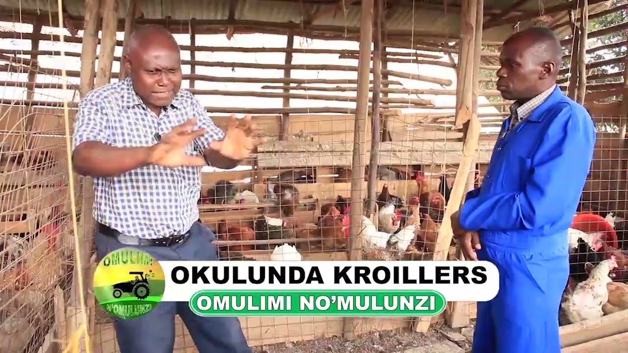 Okulunda enkoko kroillers part four