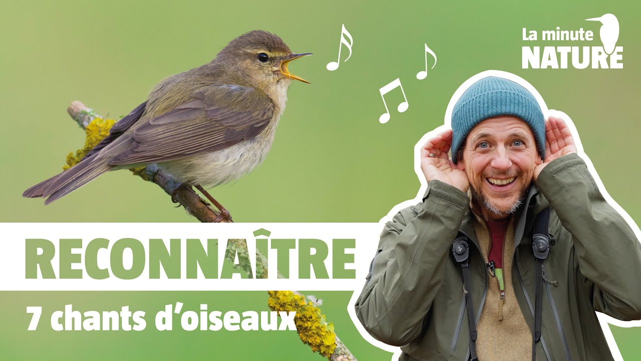 7 chants d'oiseaux faciles à reconnaître (No 376)