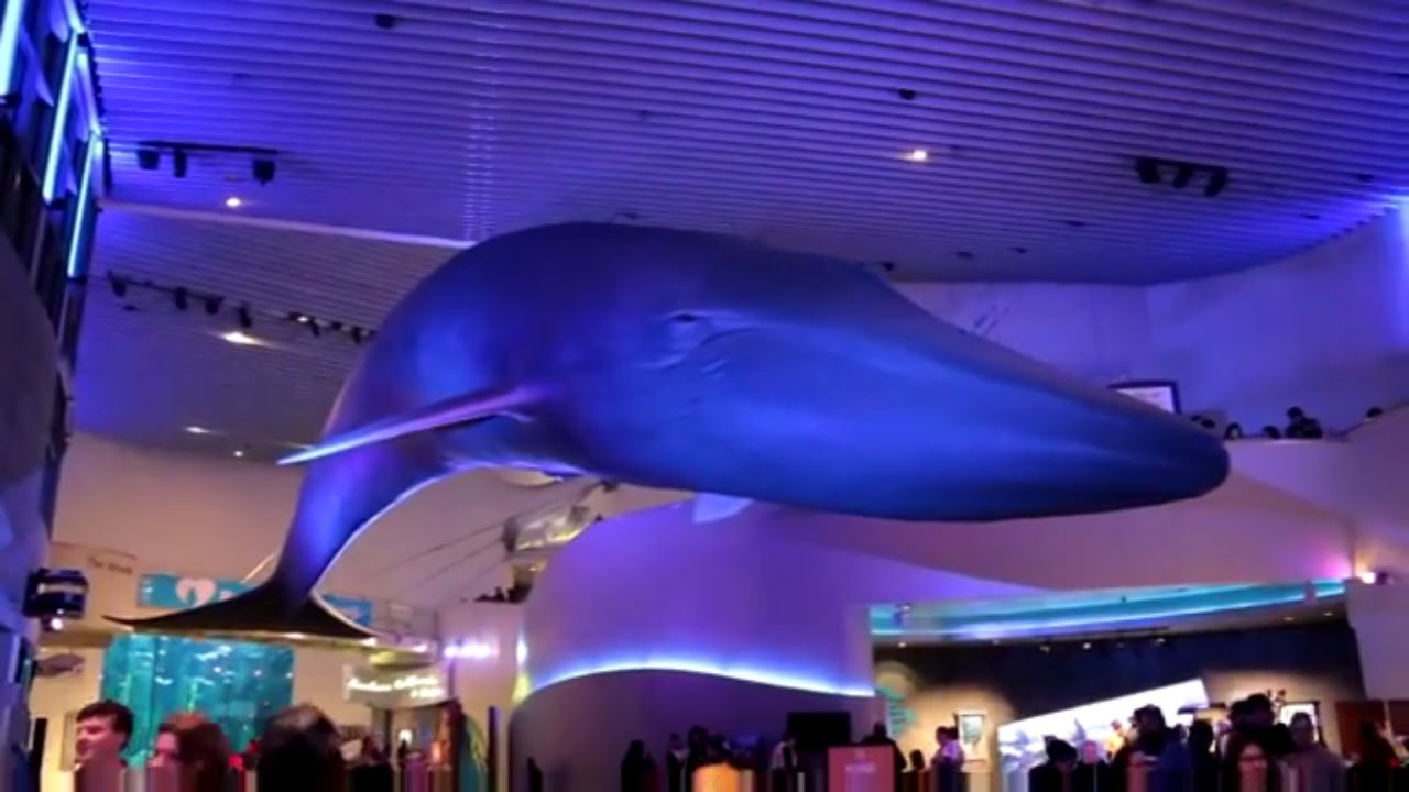 AQUARIUM OF THE PACIFIC AT NIGHT