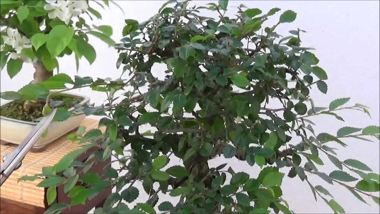 pinzado de un olmo chino  ulmus parvifolia