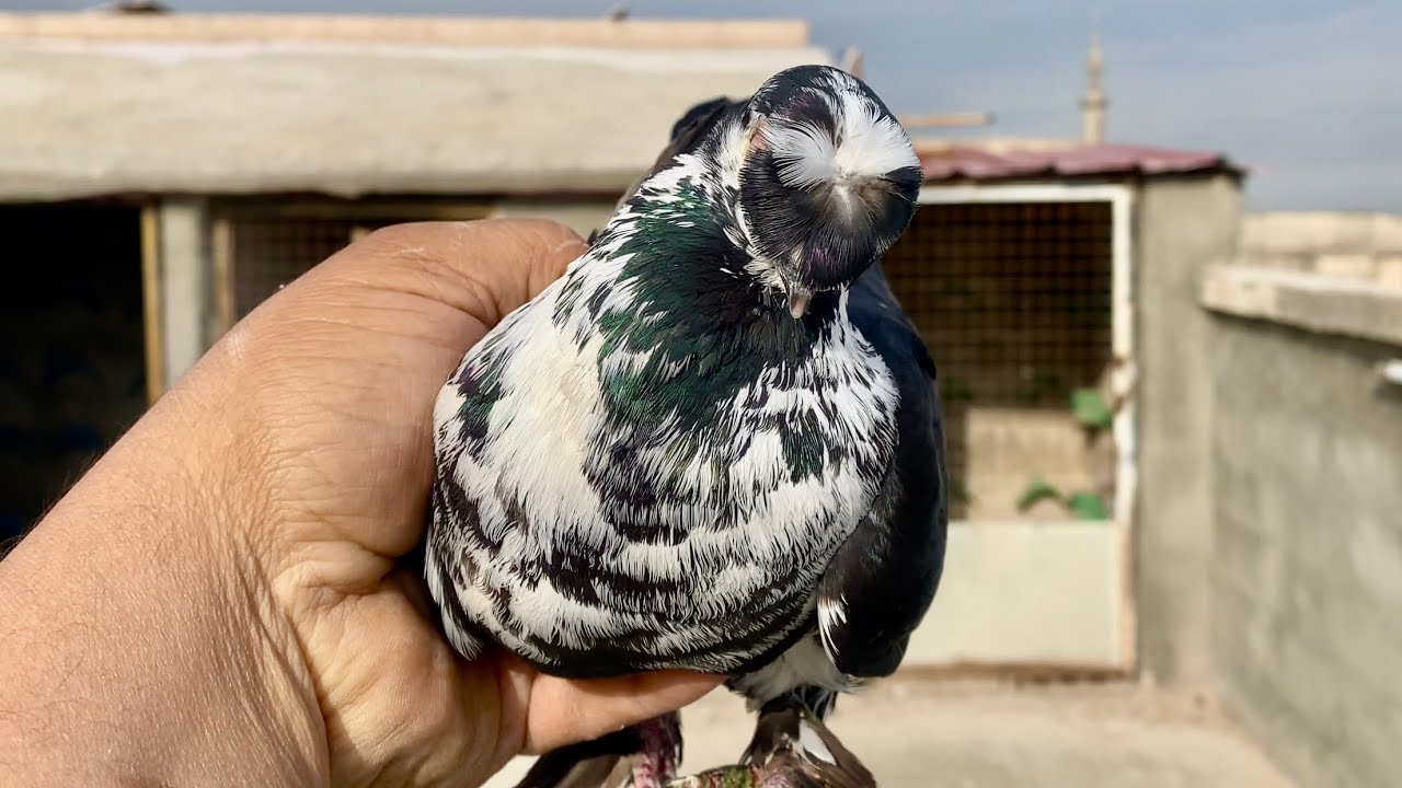 جبنا جوز ترند🔥 شاهد للنهاية 