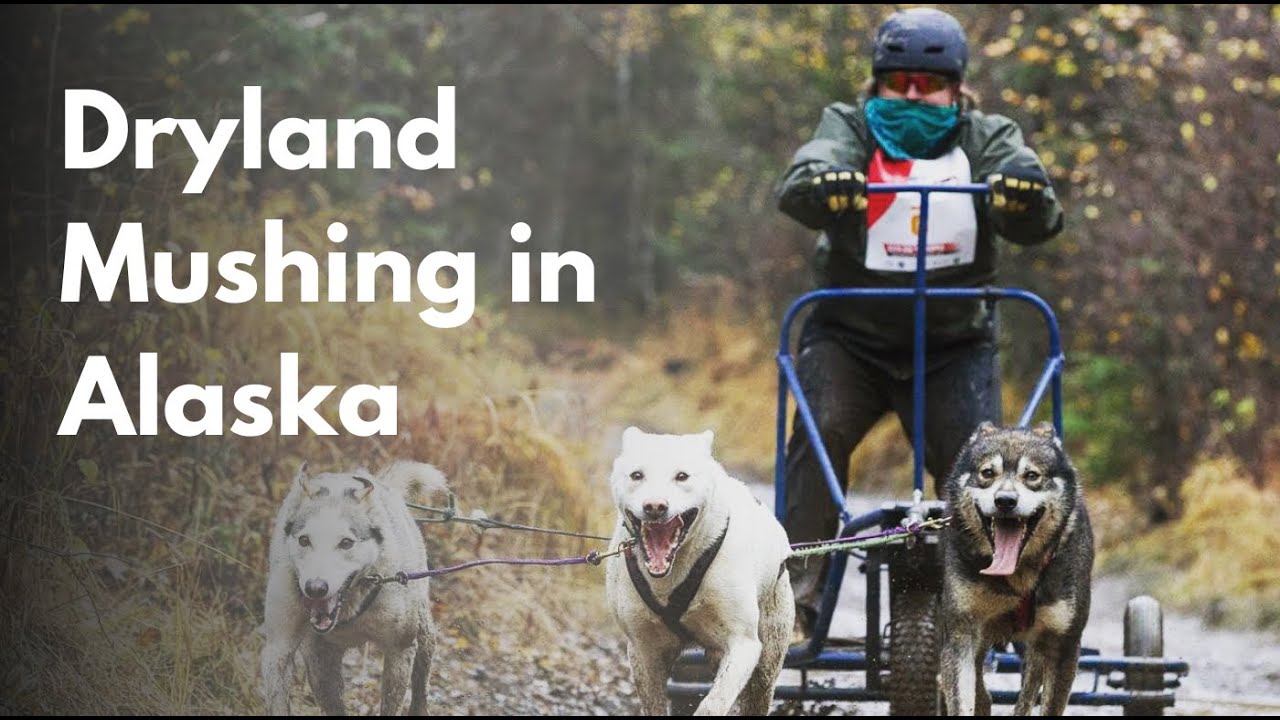 Dryland Mushing in Alaska | First Paw Media