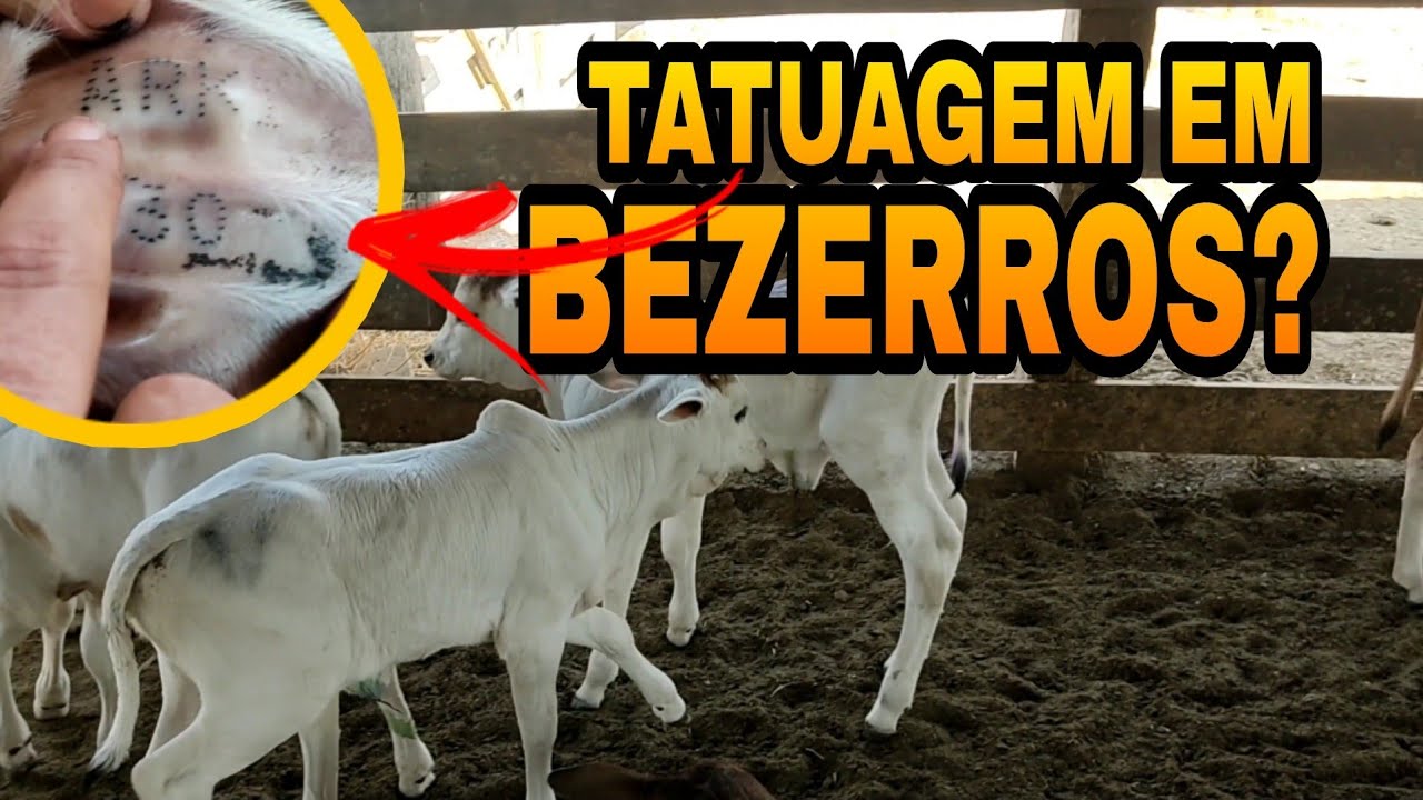 SAIBA COMO É FEITO A TATUAGEM EM BEZERROS E COLETA PARA EXAME DE DNA?
