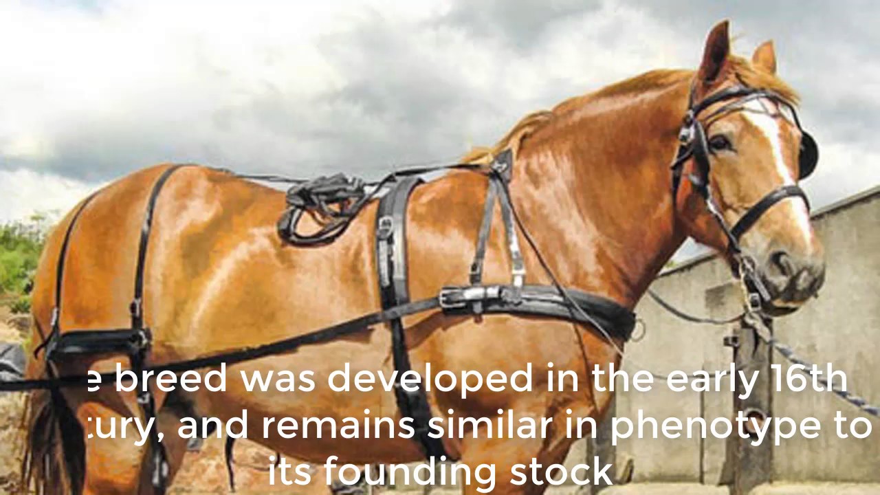 Suffolk Punch Breed Video 2