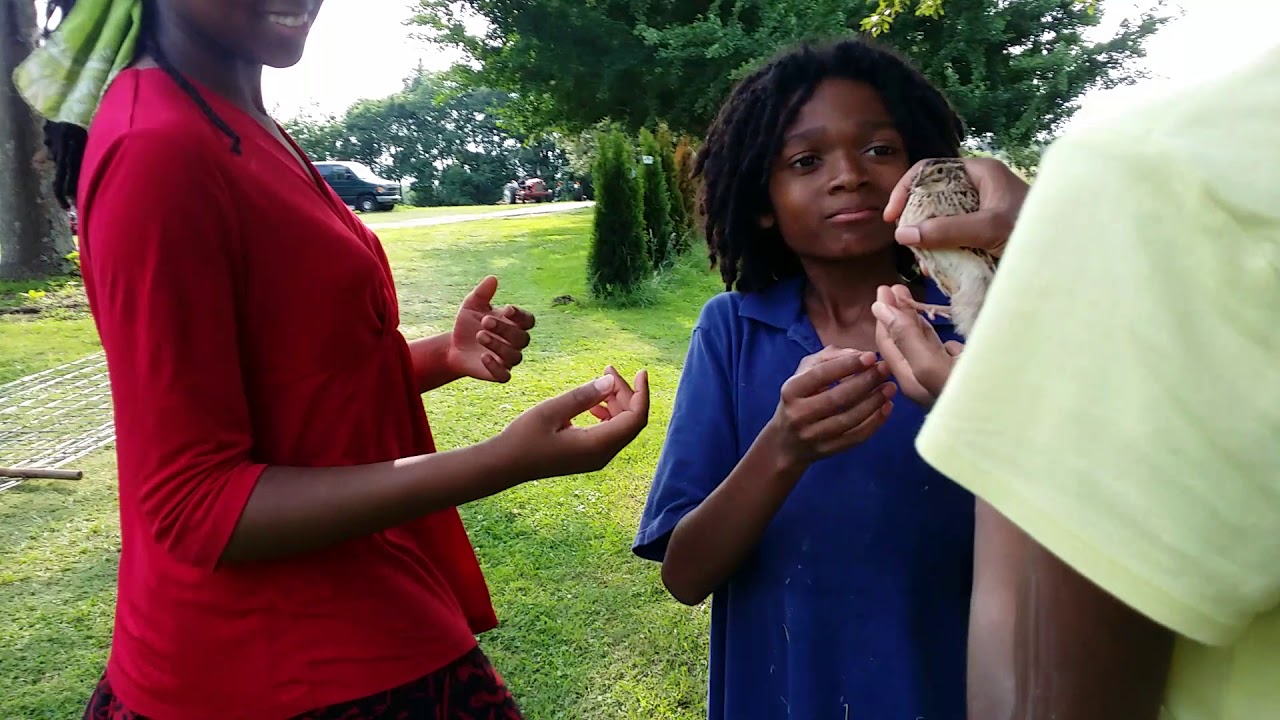 On the replay, did Rebecca or Hannah let the bird get away? Cast your vote