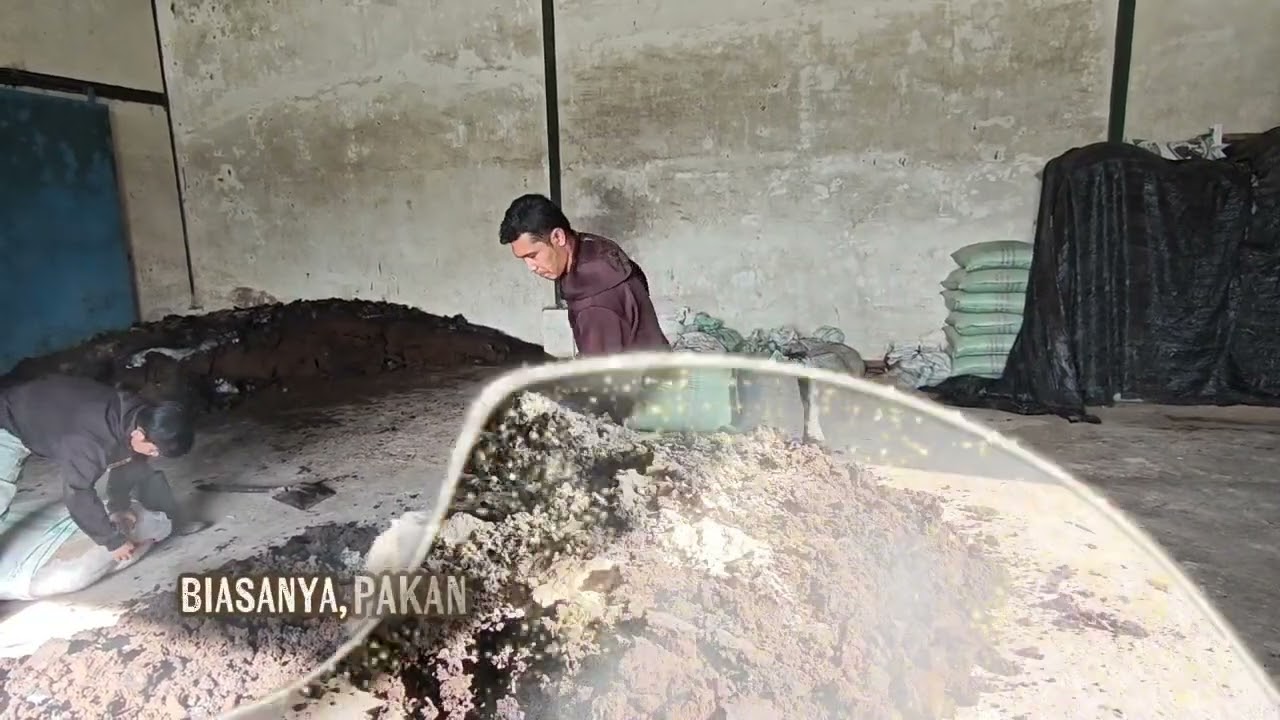 Mengenal pakan solid untuk sapi #peternakansapi #pakansapi 