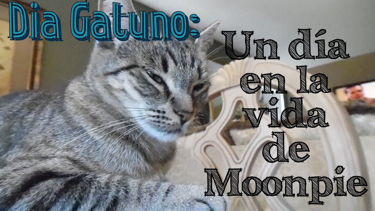 Día Gatuno: Un día en la vida de Moonpie