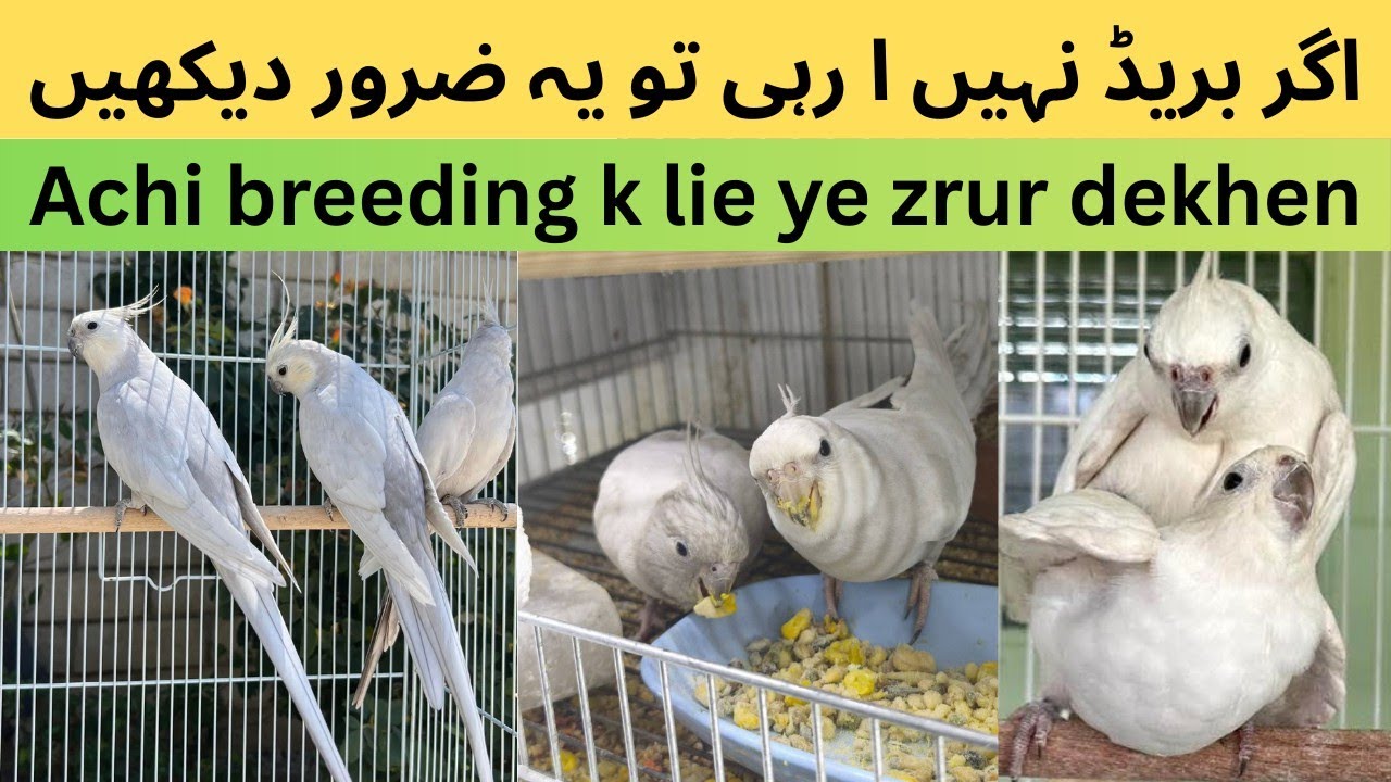 breed NI Aa Rahi to ye video zrur dekhen | cockatiels breeding problems and solutions 