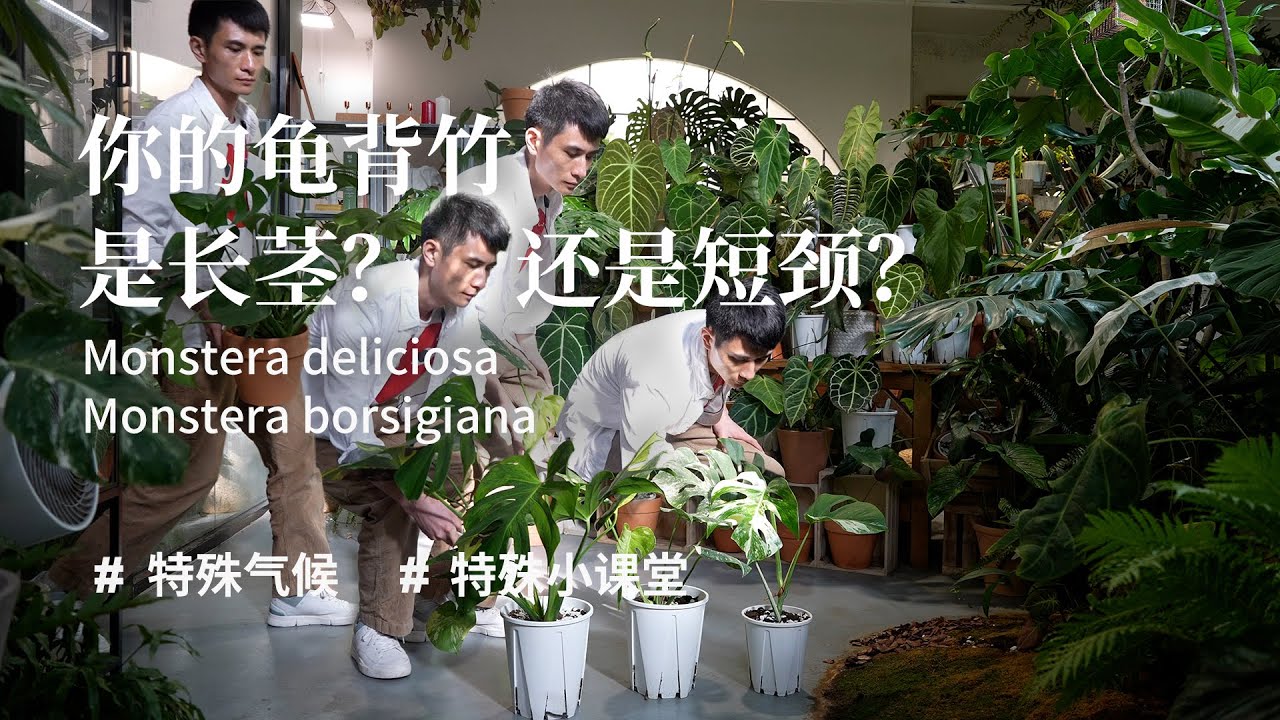【特殊課堂】長短莖龜背芋如何區分 Monstera deliciosa or Monstera borsigiana
