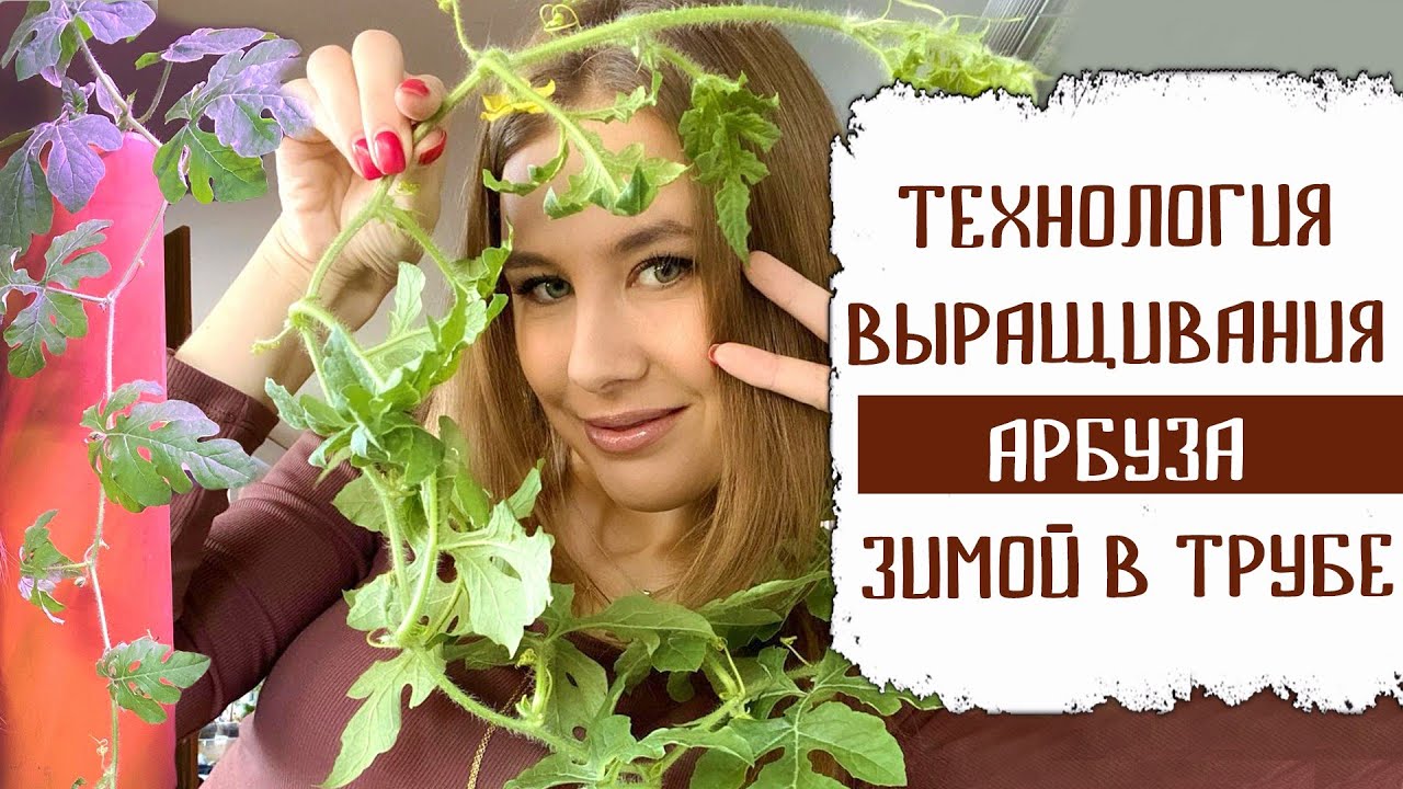 ТЕХНОЛОГИЯ ВЫРАЩИВАНИЯ АРБУЗА В ТРУБЕ ЗИМОЙ