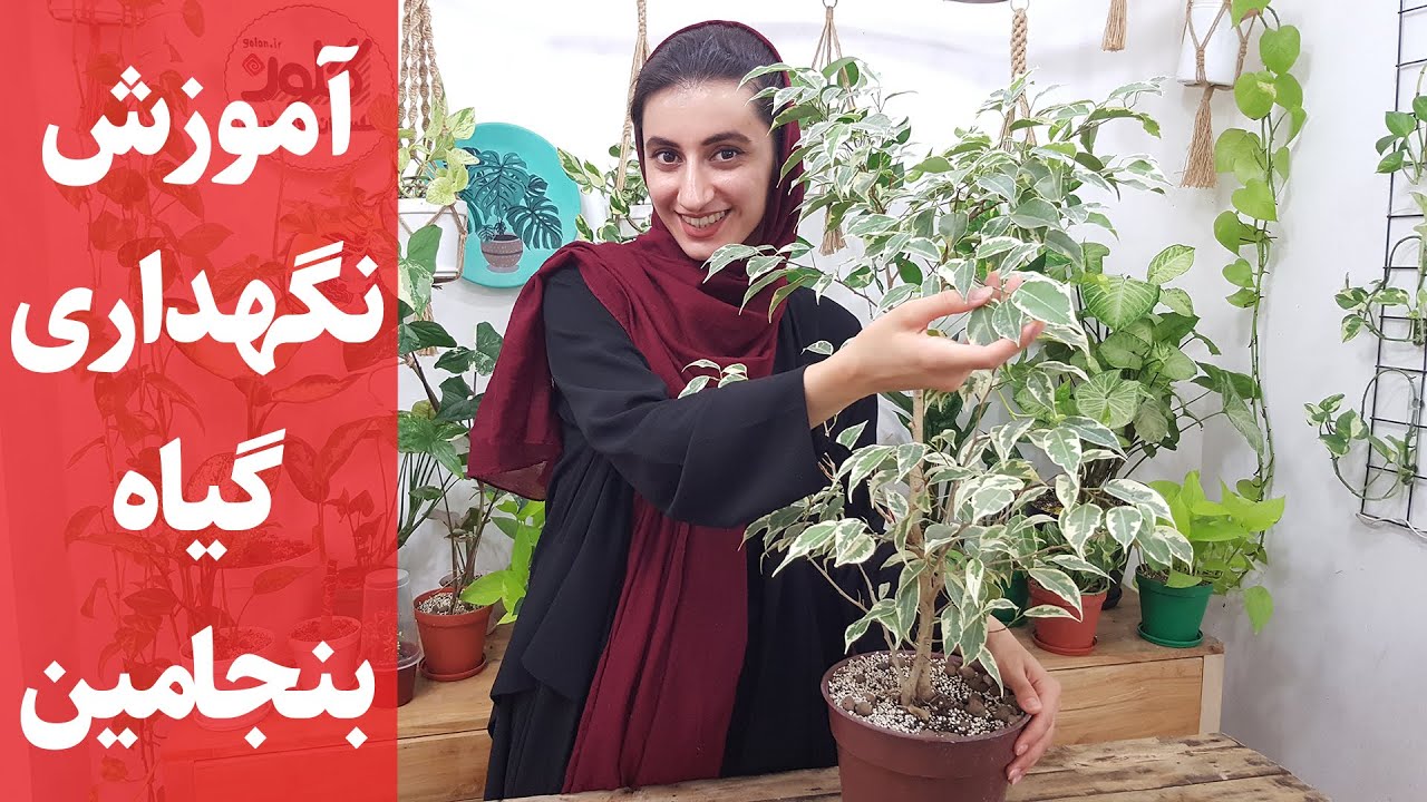 معرفی گل بنجامین یکی از حساس‌ترین گیاهان آپارتمانی+ مشکلات  Ficus benjamin