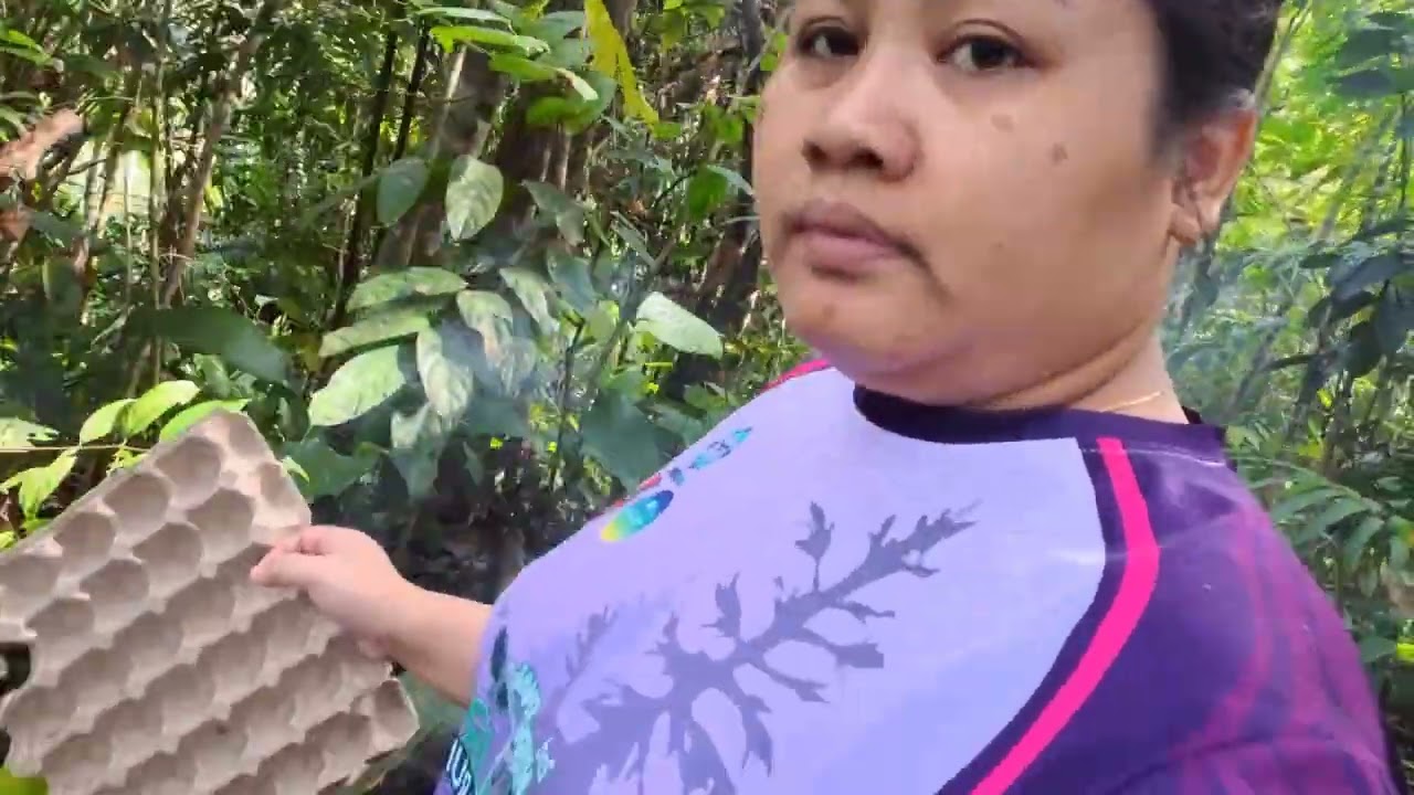 Panjat Pokok Dabai, Melawat Kebun Sayur & Kebun Buah-buahan 