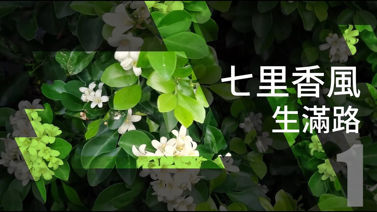 【CYBER 專題】花現靚校園_月橘｜淡江大學