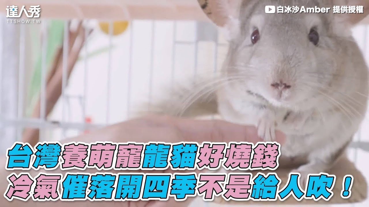【台灣養萌寵龍貓好燒錢 冷氣催落開四季不是給人吹！】
