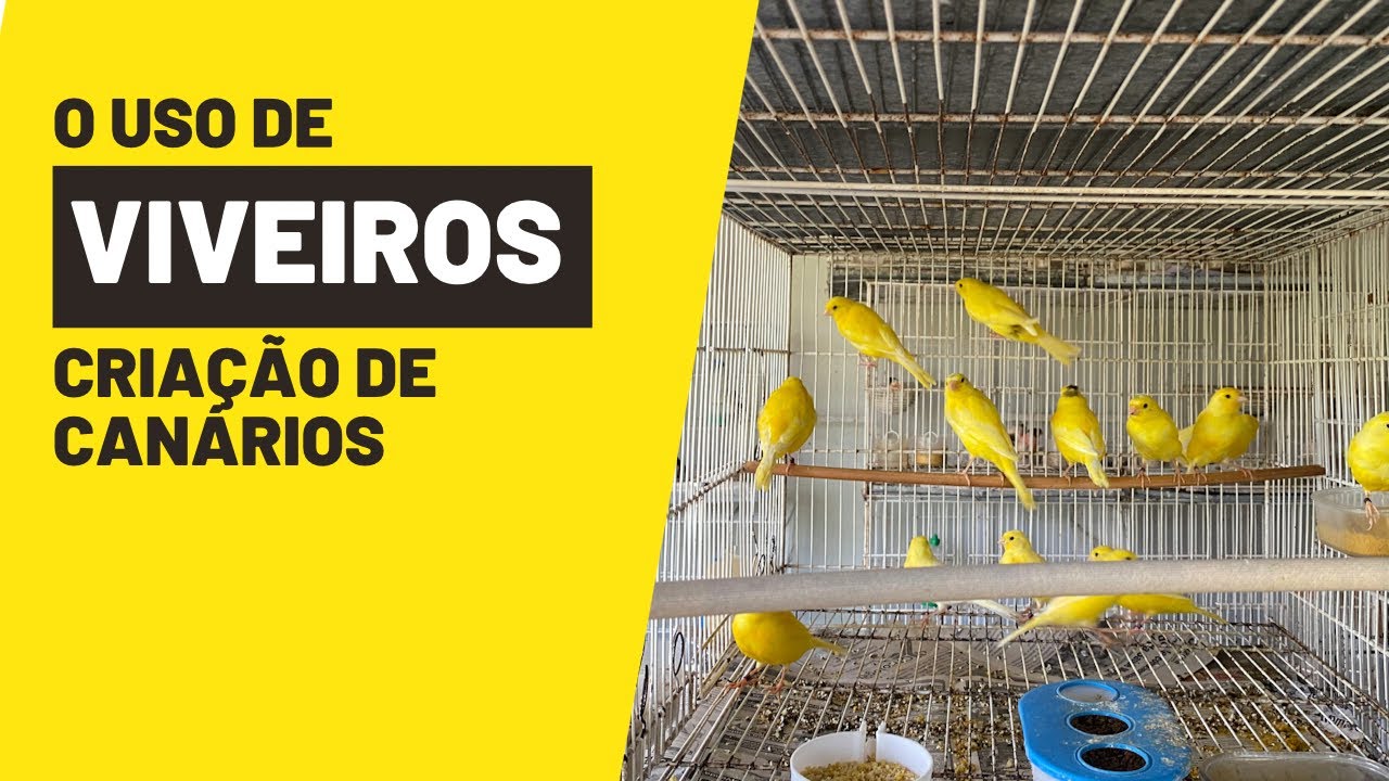 O USO DE VIVEIROS NA CRIAÇÃO DE CANÁRIOS#ninhodocanario