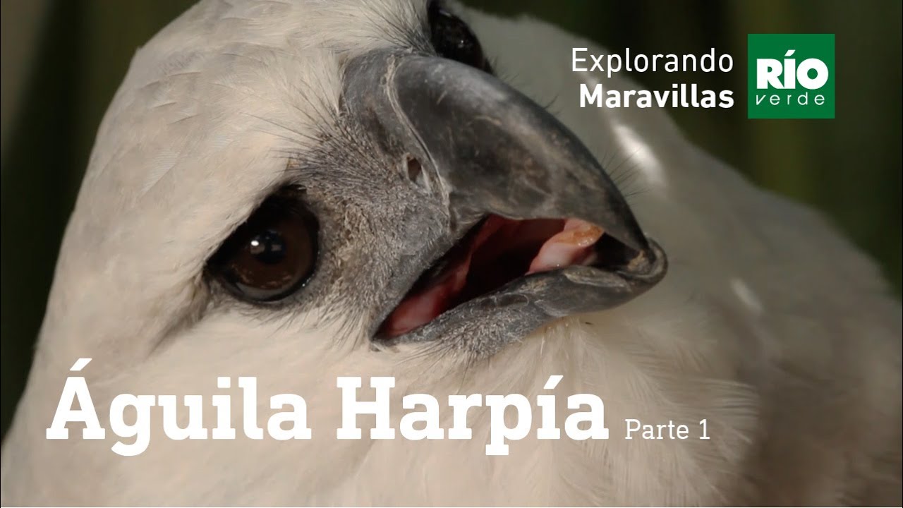 Aguila Harpia part 1 - Explorando Maravillas - Tercera temporada.