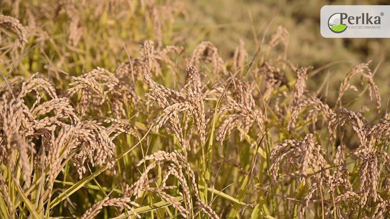 Perlka® - Il ruolo di Calciocianamide in resa e qualitá del riso