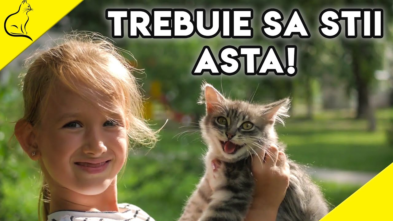Tot Ce Trebuie Sa Stii Inainte Sa Iti Iei O Pisica (Detaliat)