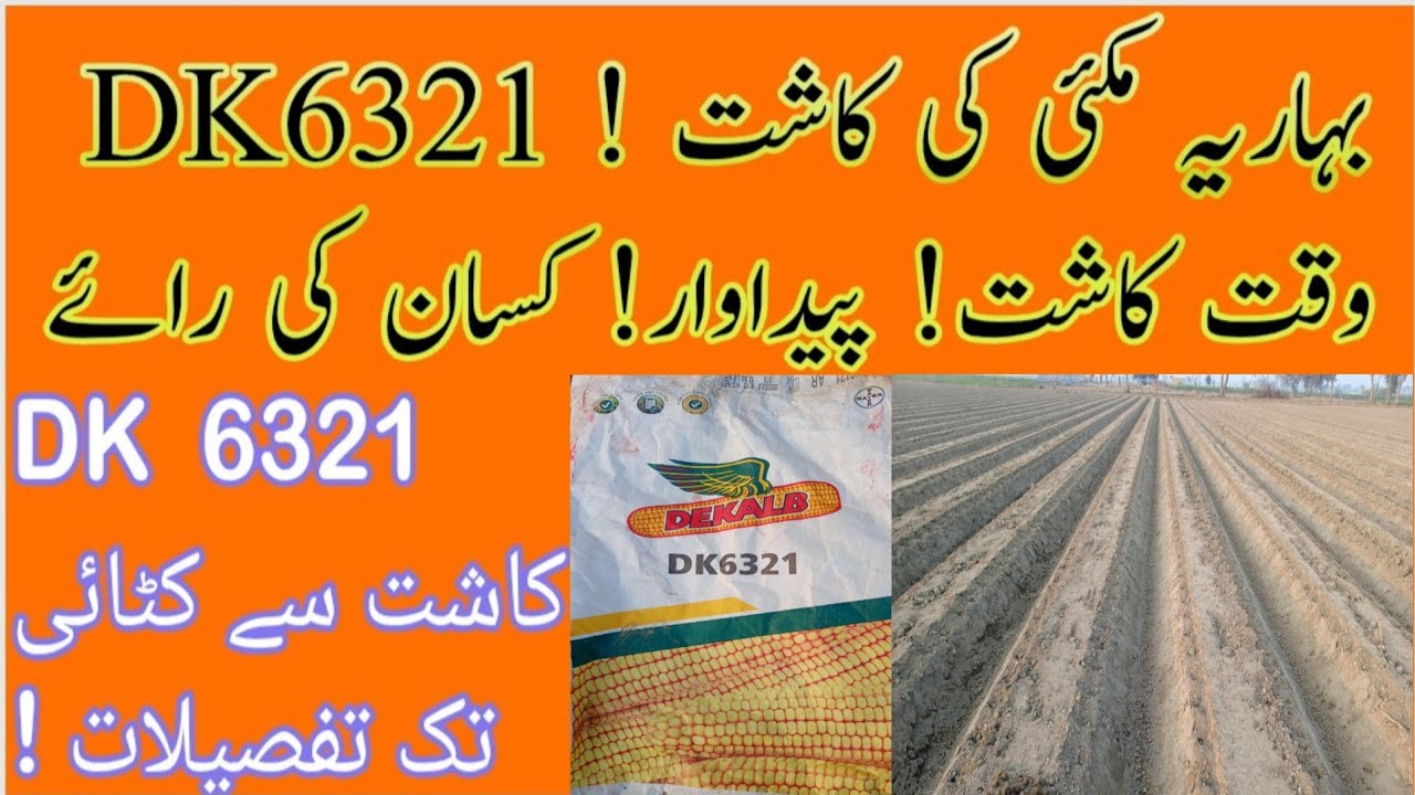 Baharia Makai K Kasht DK6321 Details! بہاریہ مکئی کی کاشت کیلئے ڈیکالب 6321 کے بارے تفصیلات 