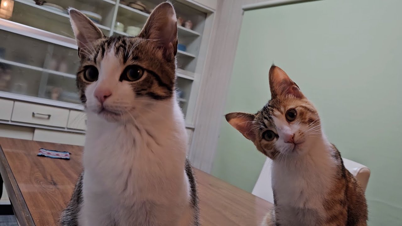 生後５ヶ月で子猫はこんなに大きくなりました！