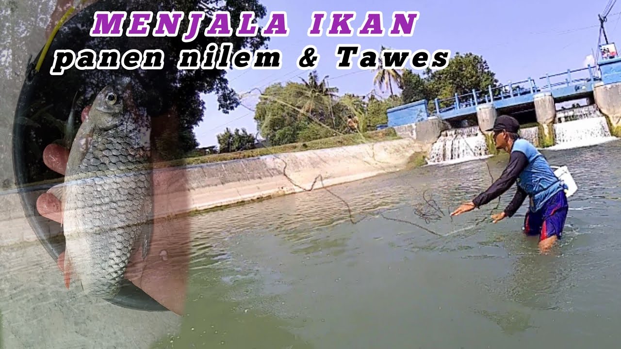 Menjala ikan Nilem dan Tawes #menjalaikan