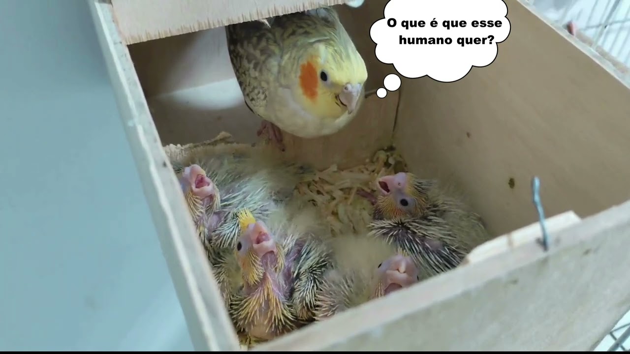 Pais Dedicados: Calopsitas Alimentando seus 5 Filhotinhos! 🐦❤️