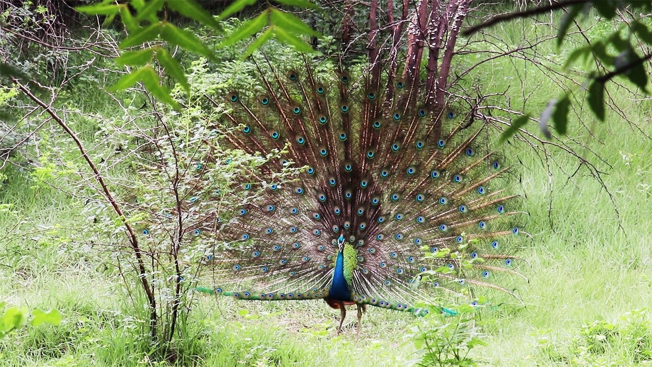 More Peacock Dance.