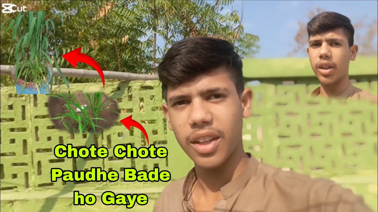 Chhote se paudhe bade ho gaye 😲😲🤔🤔
