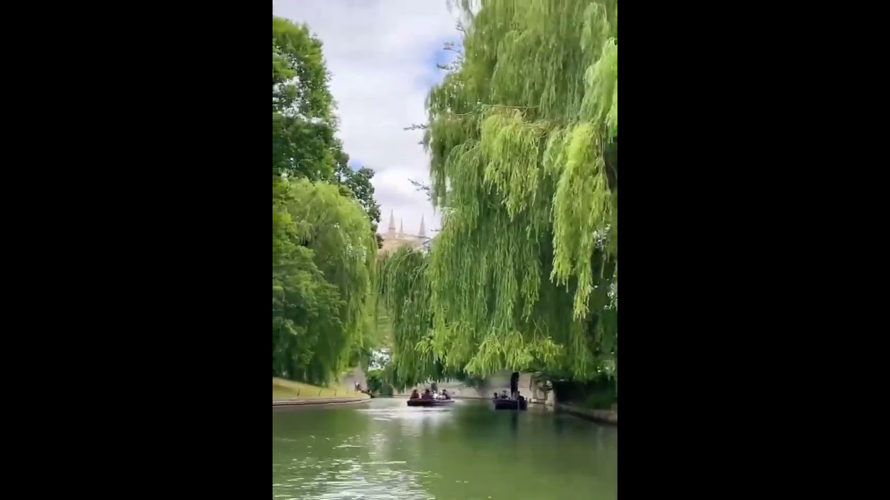 The weeping willows by the Cam River fall slowly, feeling the romance of Cambridge！