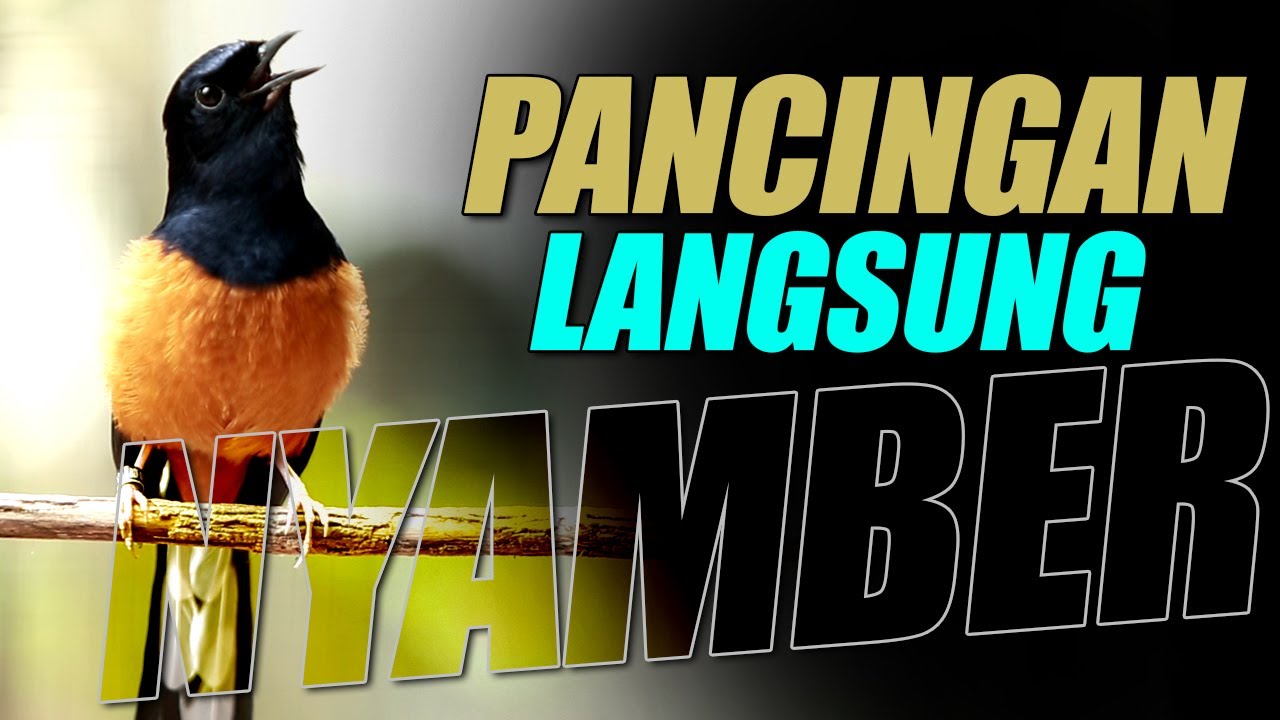 PANCINGAN EMOSI‼️TEMBAKAN MEWAH  MURAI BATU LAIN TAK MAU DIAM IKUT EMOSI BONGKAR MATERI