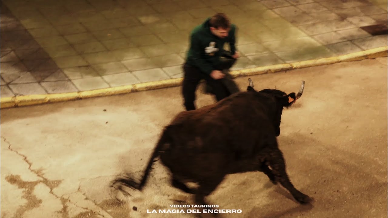 VACAS ENFUNDADAS de Quintos Sueras 2026 | Vacas de Hnos Guillamón