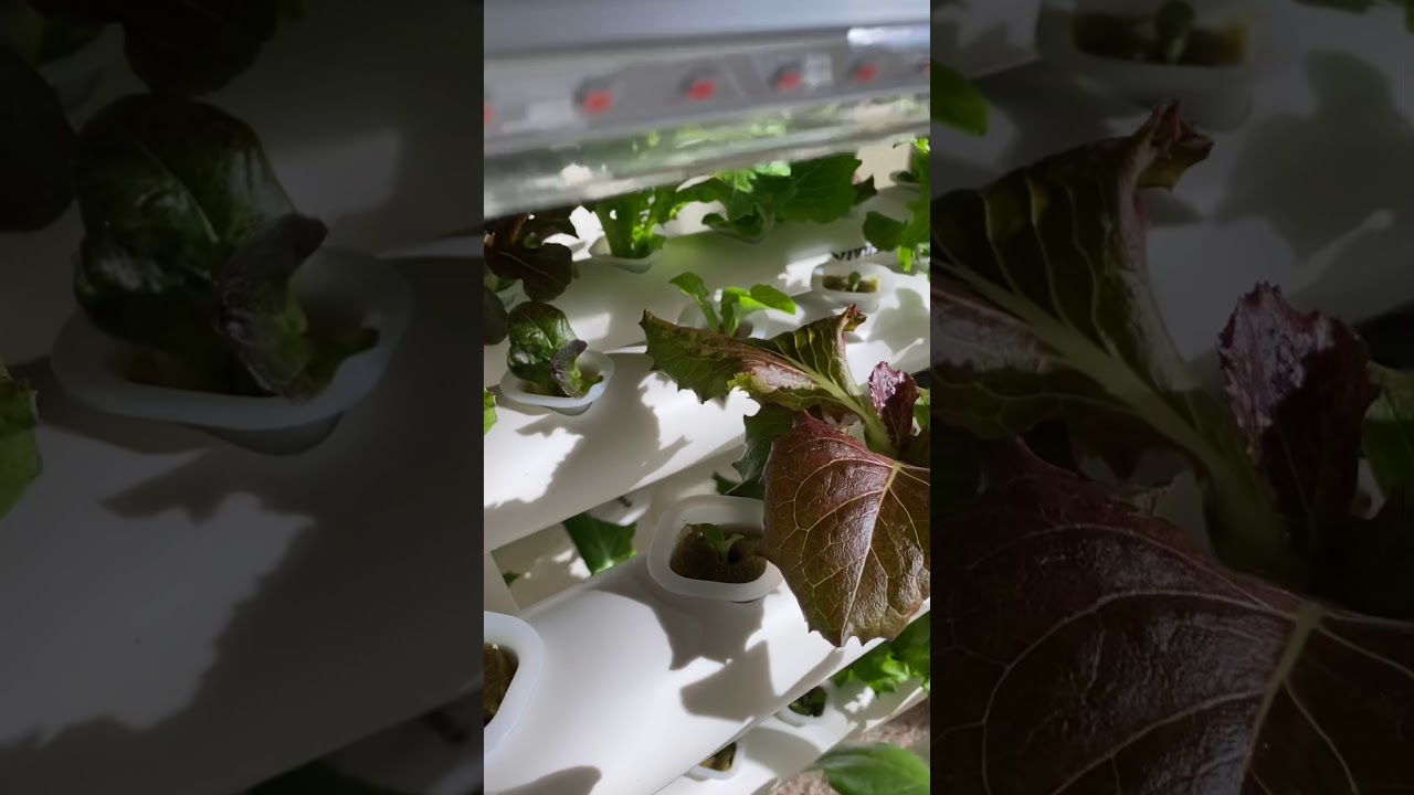 Vivosun Hydroponic system review / overview