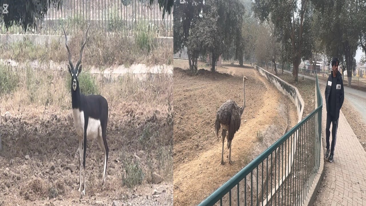Jallo Park, Lahore