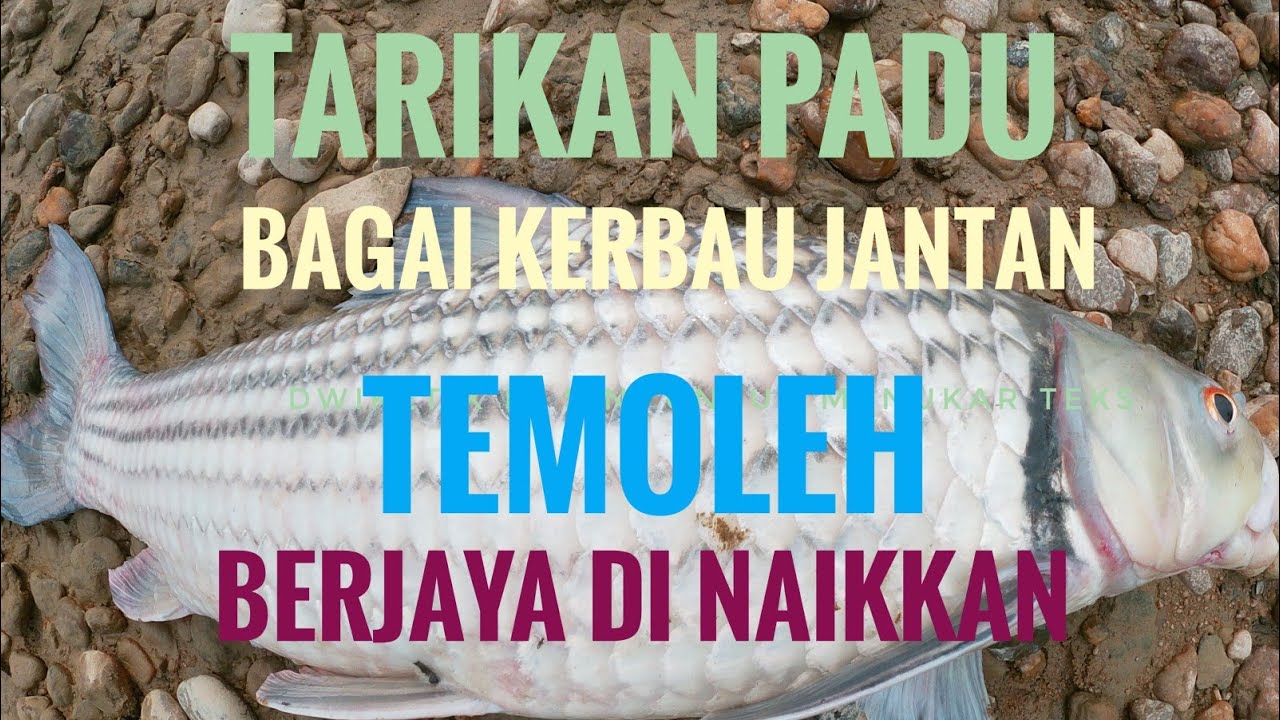 temoleh/tamalian henjutannya bak kerbau jantan.. memang padu